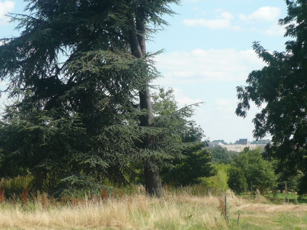 museum of trees, with the Versailles palace as a backdrop