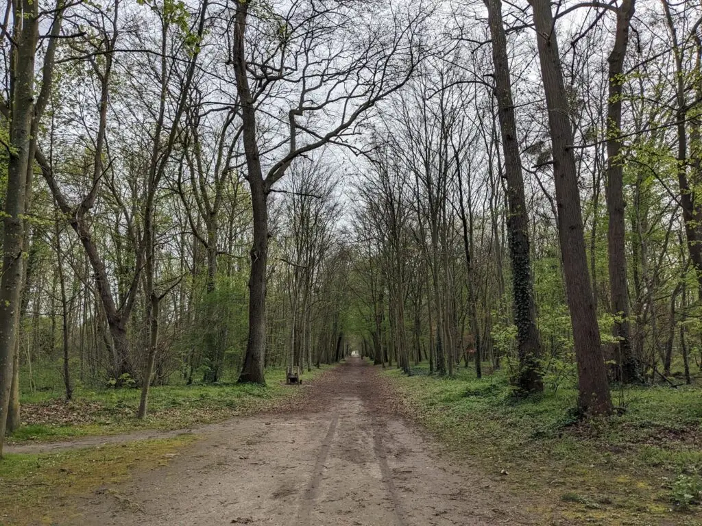 A wide dirt path stretches straight through a serene forest with tall, mostly bare trees, hinting at early spring. The forest floor is dotted with fresh green growth, and a wooden piece of exercise equipment sits on the left side of the path. This is part of a scenic trail between the train station and Château de Chantilly, offering a peaceful, wooded alternative to the main road.