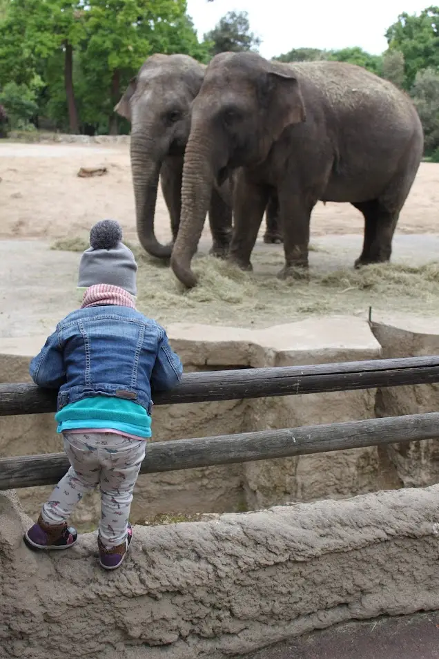 Young child peeking over a zoo railing to see two elephants—perfect for illustrating Versailles facts for kids, like the story of King Louis XIV’s royal elephant at the palace menagerie.