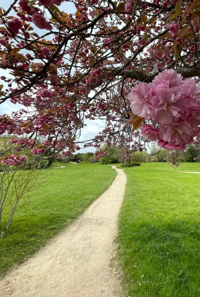 Path winding through the Versailles grounds under blooming cherry blossom branches in the Queen’s Hamlet.