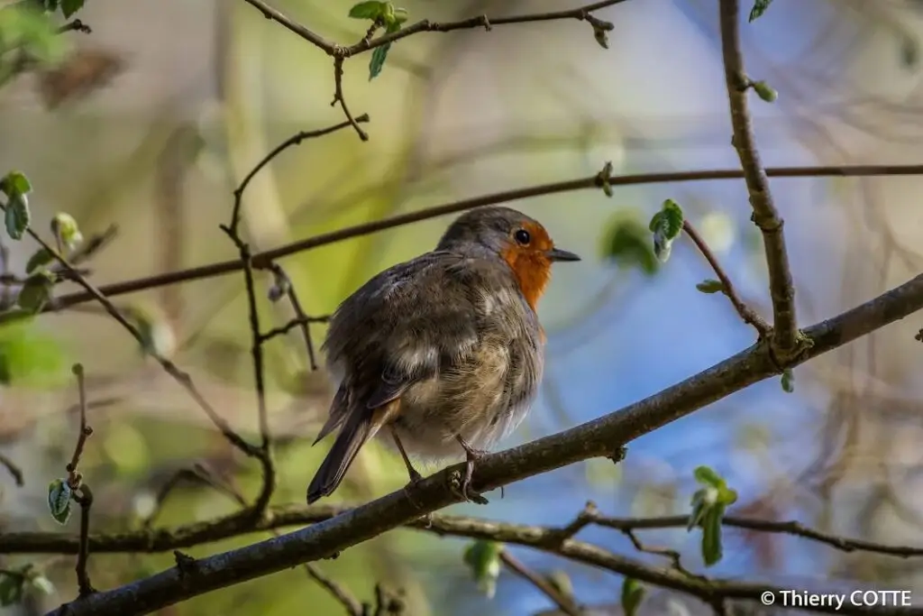 European robin perched on a budding tree branch in the Forêt Domaniale de Versailles, captured during spring wildlife observation.
