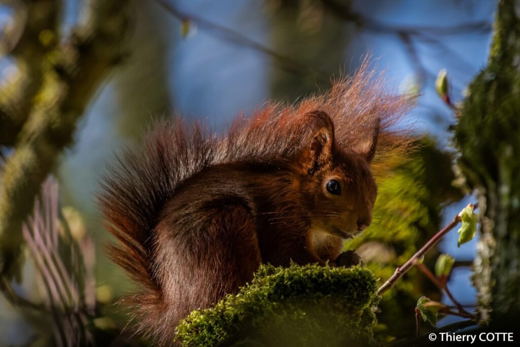 Red squirrel perched on a mossy tree branch in the Forêt Domaniale de Versailles, captured in spring sunlight with lush forest surroundings.