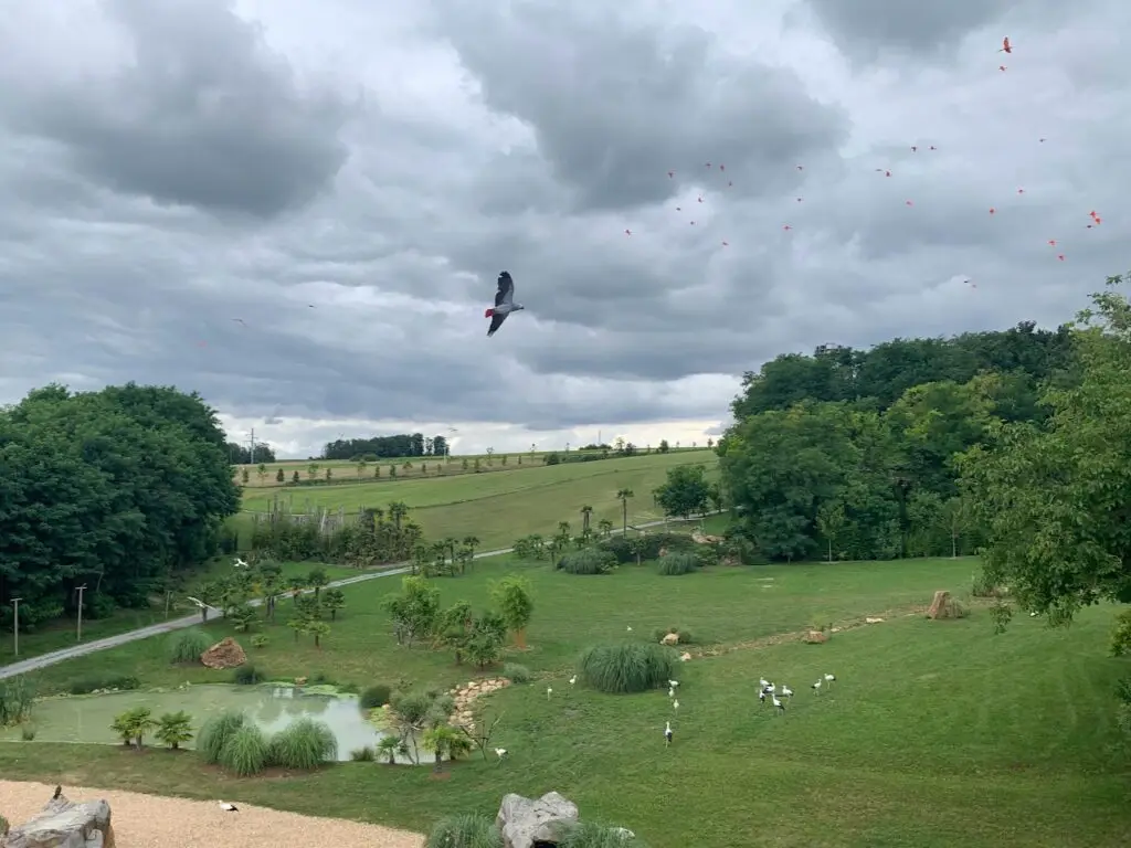 A scenic view of the open-air bird show habitat at ZooParc de Beauval, featuring lush green fields, ponds, and dozens of birds in flight. This immersive animal experience is one of the most popular family weekend activities near Versailles, perfect for connecting kids with nature.