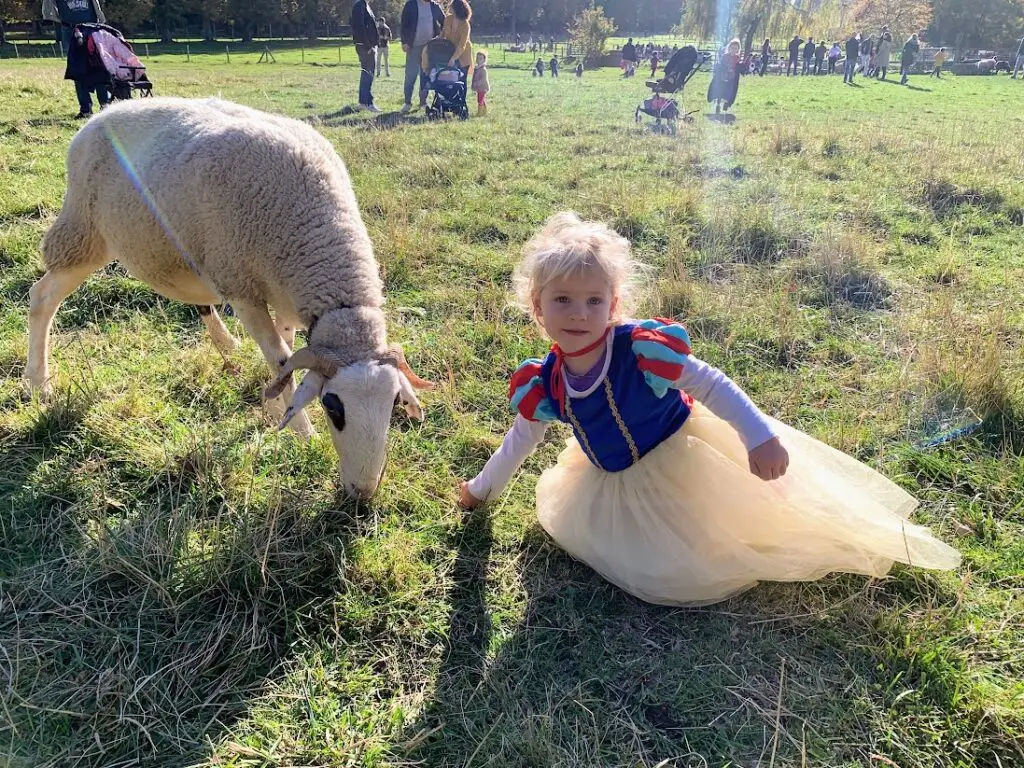A young girl dressed as Snow White kneels in a meadow beside a grazing sheep during a visit to a local farm. This sweet moment captures the charm of visiting petting farms as part of family weekend activities near Versailles.